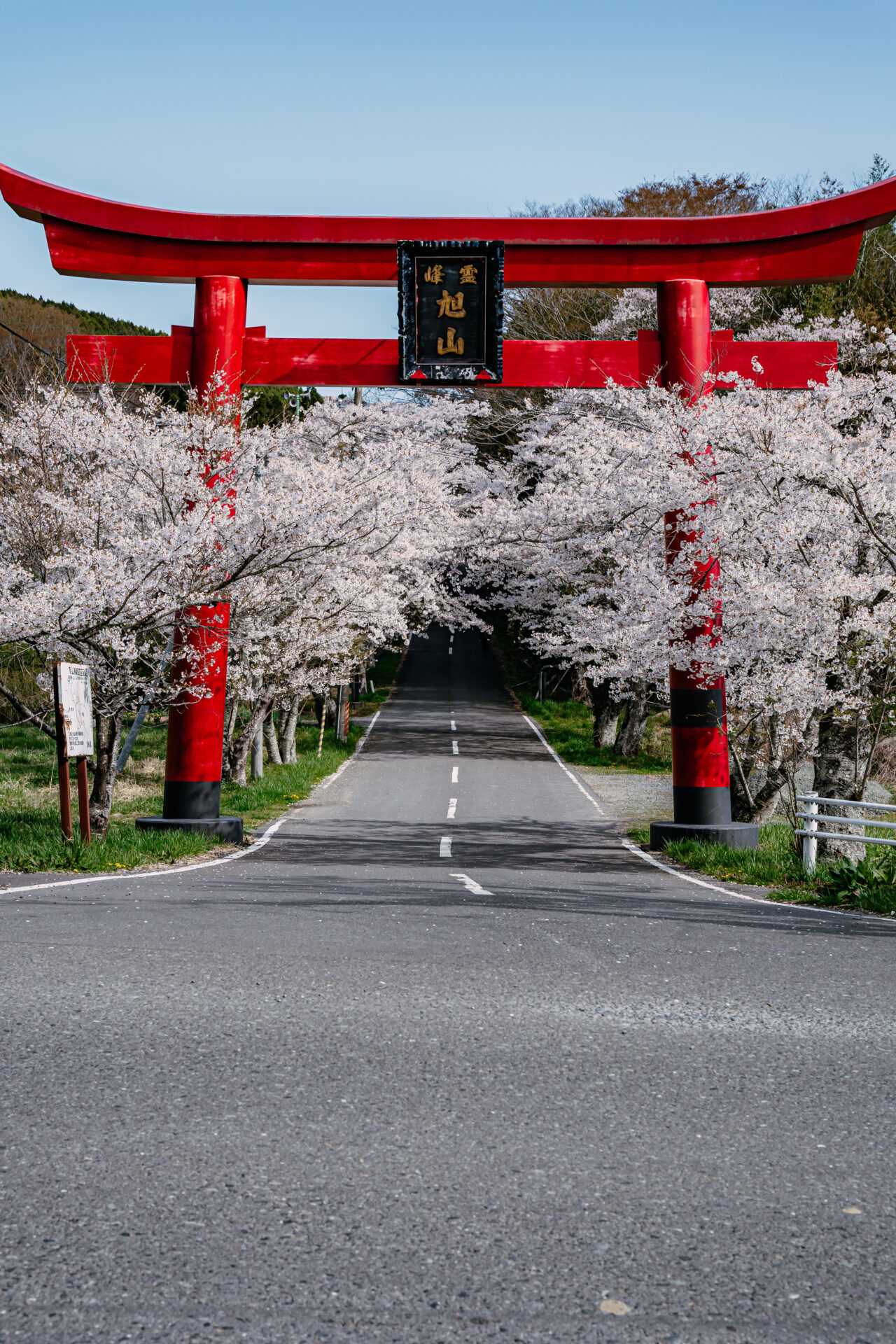 宮城の桜画像