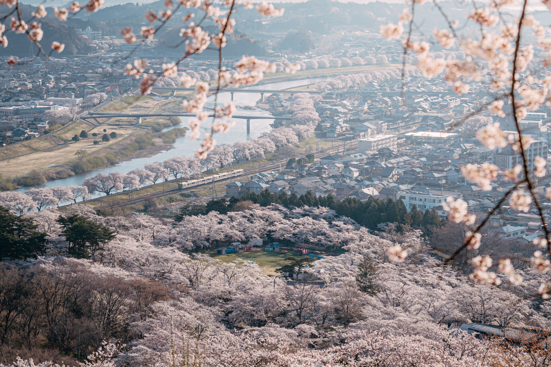 宮城の桜画像