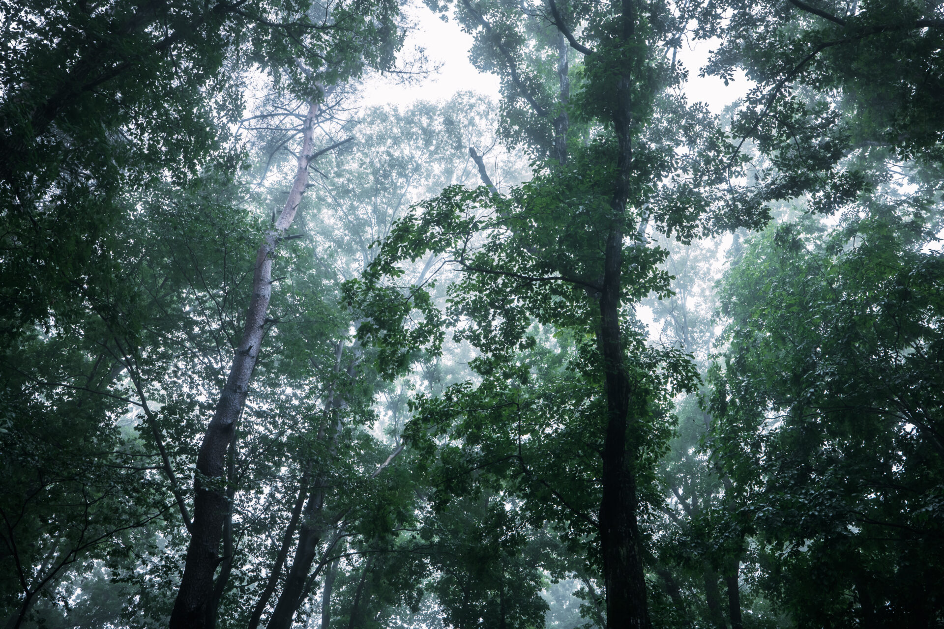 雨の森説明