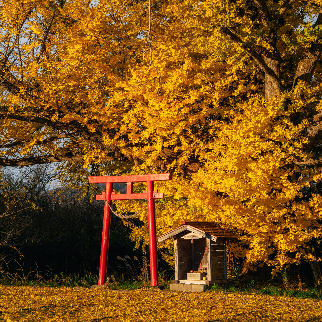 順光の紅葉写真作例