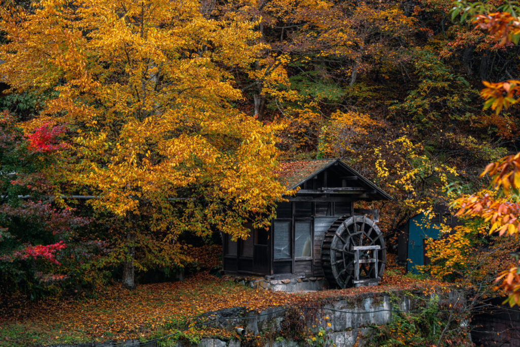 雨の日の紅葉写真作例