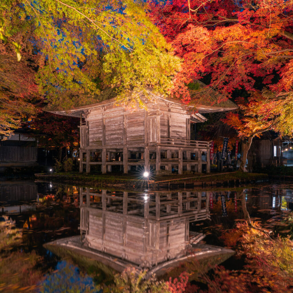 ライトアップの紅葉の作例