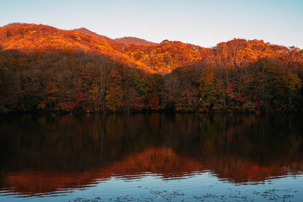 紅葉写真夕方の作例。