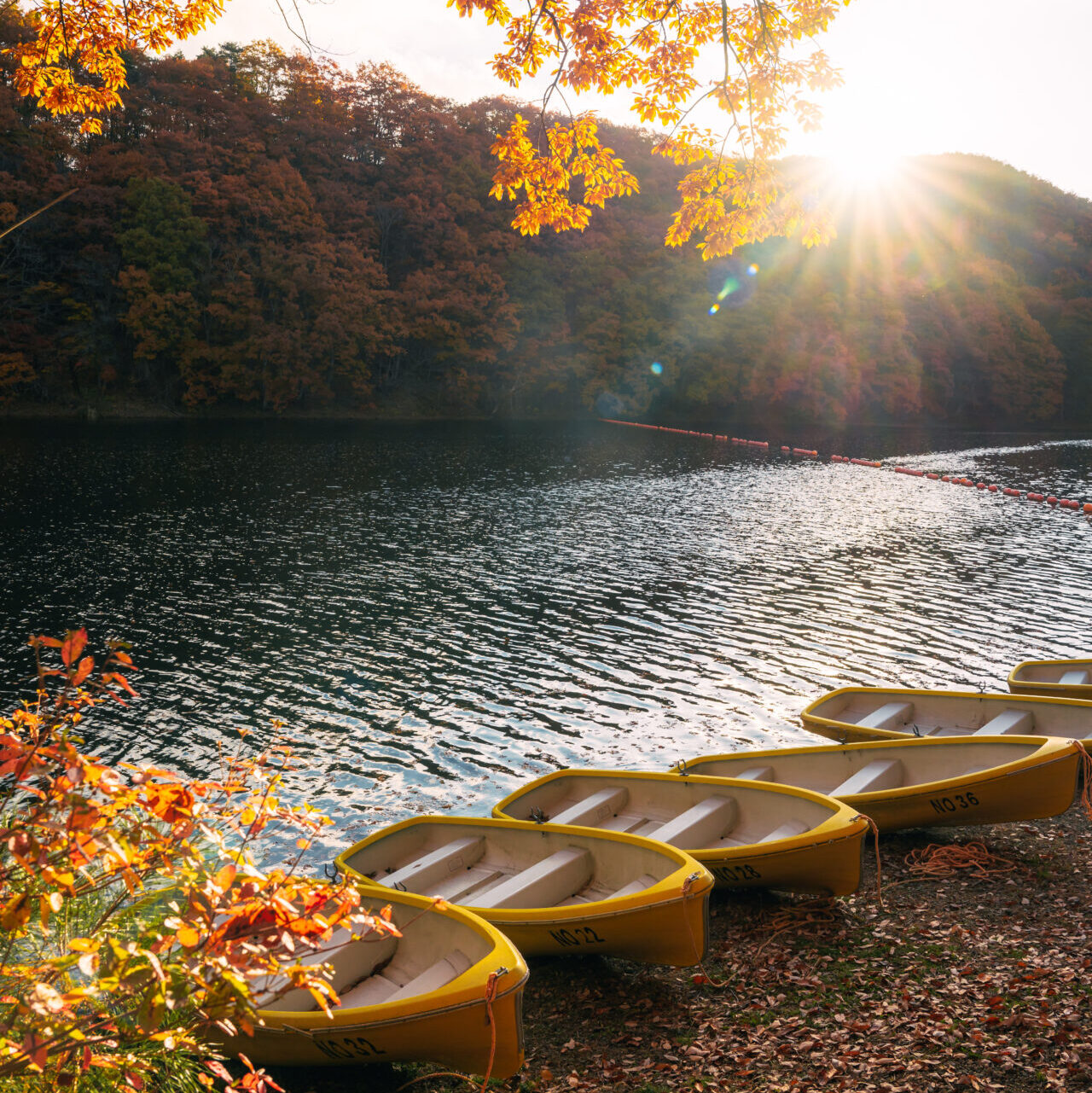 逆光の紅葉写真作例