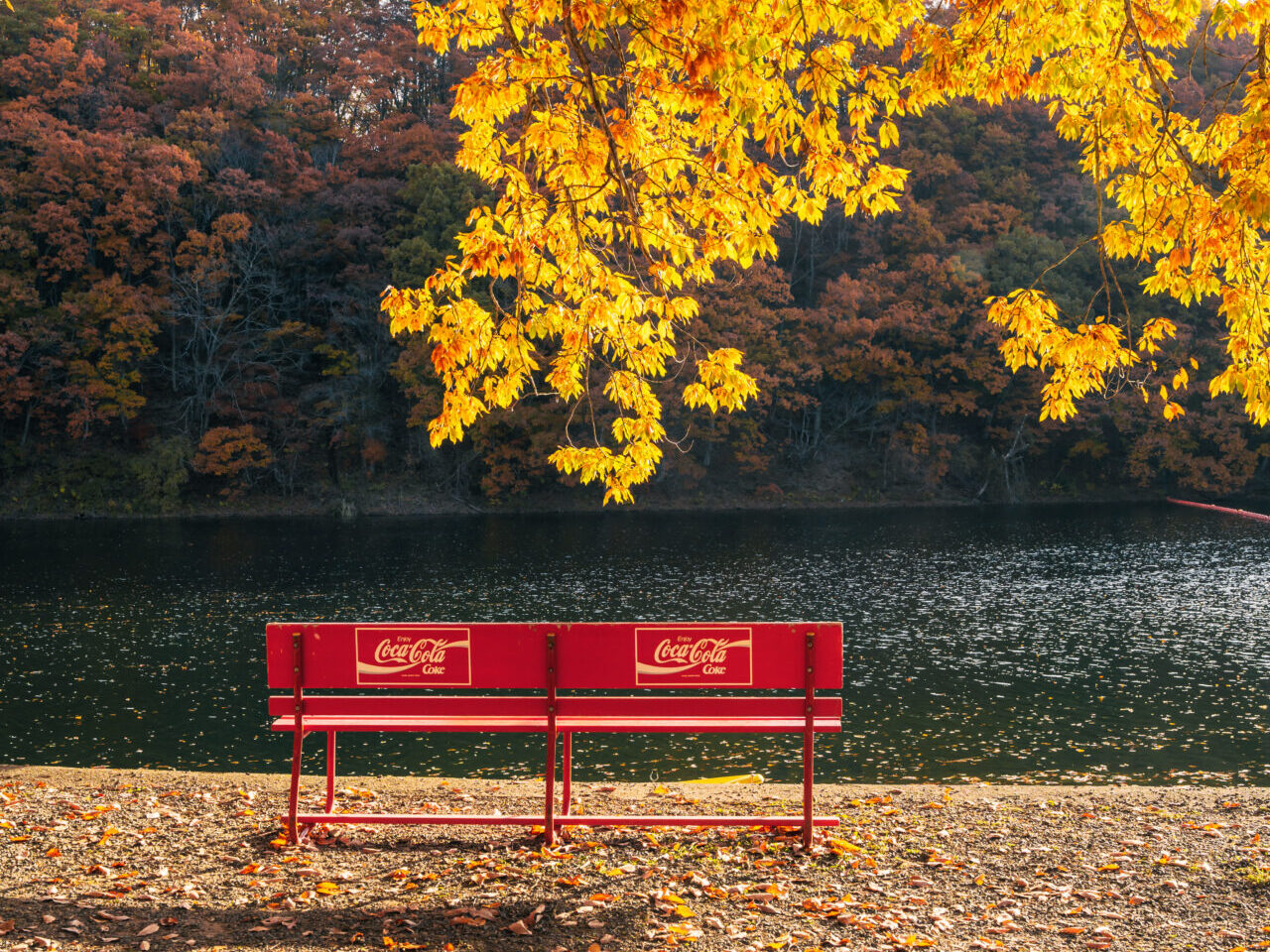 サイド光の紅葉写真作例