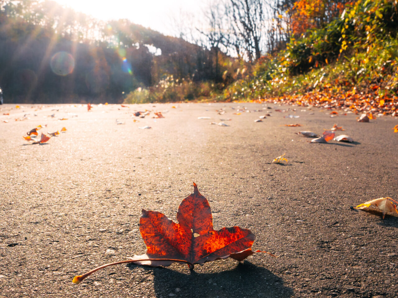 逆光での紅葉写真作例