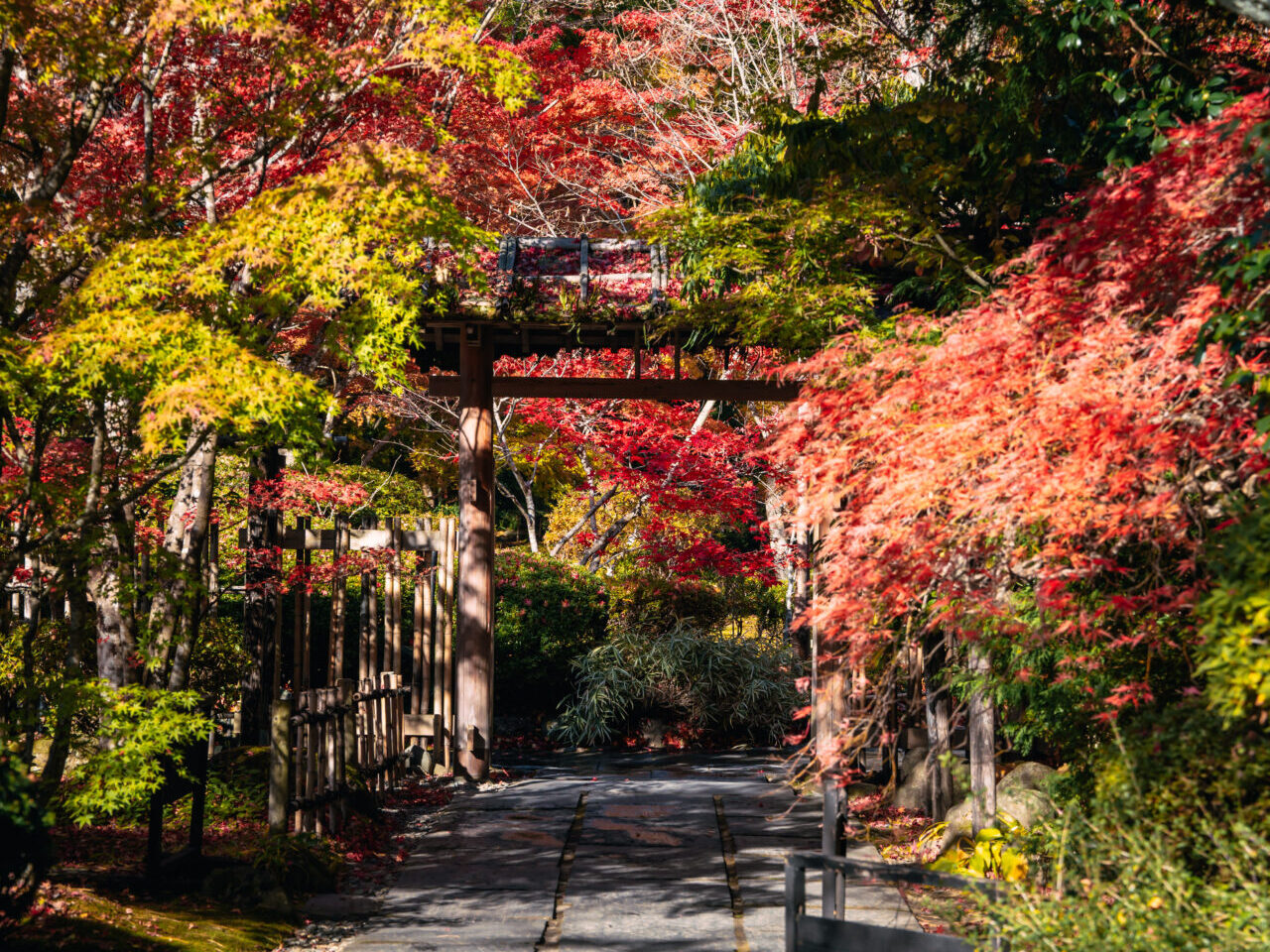 順光での紅葉写真作例