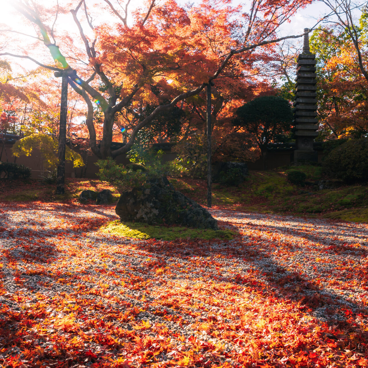 サイド光の紅葉写真作例