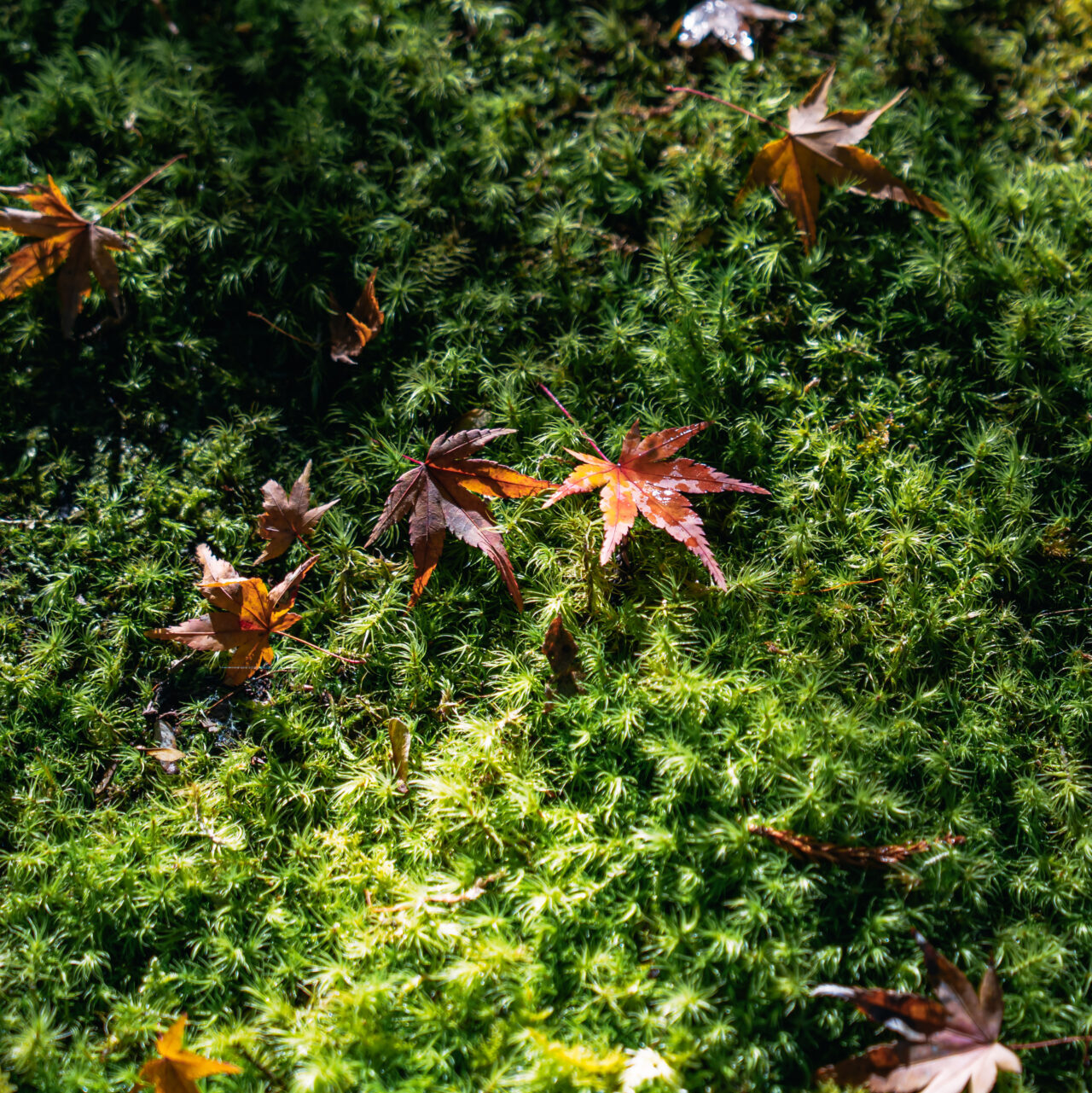 午前中に撮影した紅葉の写真の作例