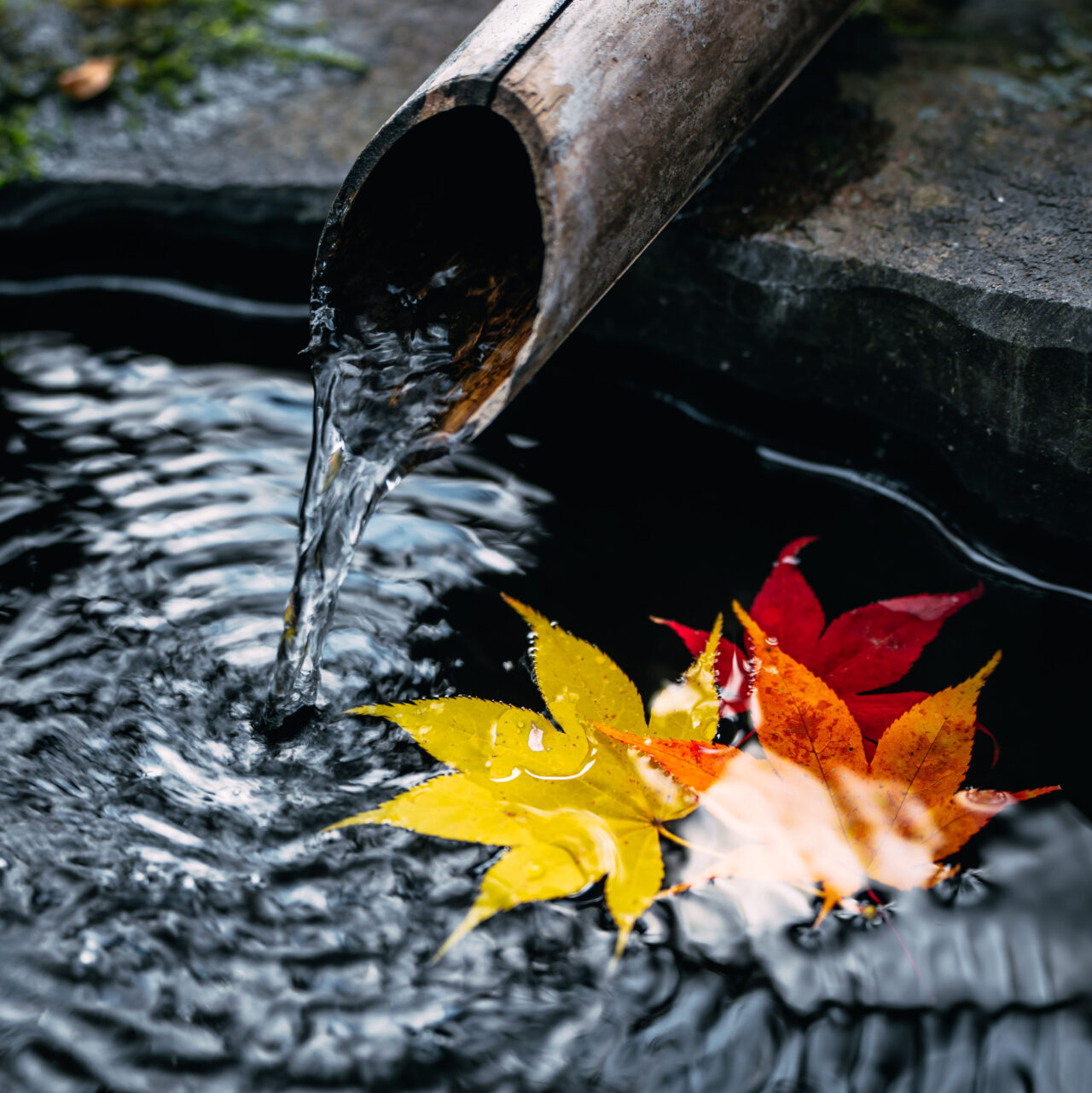 曇りの日の紅葉写真作例