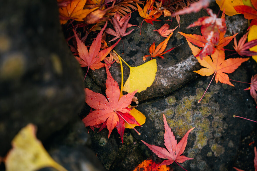 紅葉落ち葉の撮影の仕方