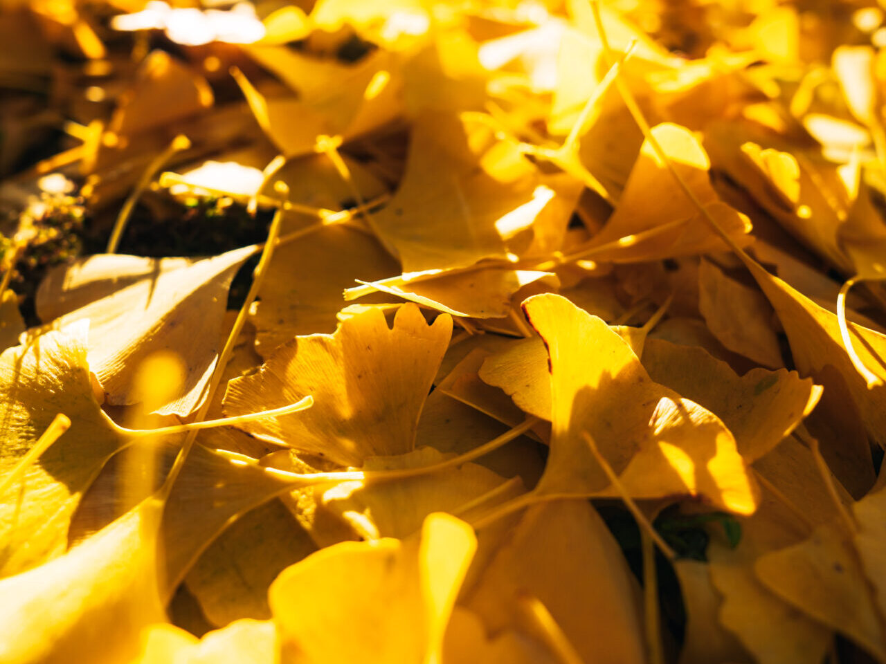 紅葉をローアングルで撮影するときの作例