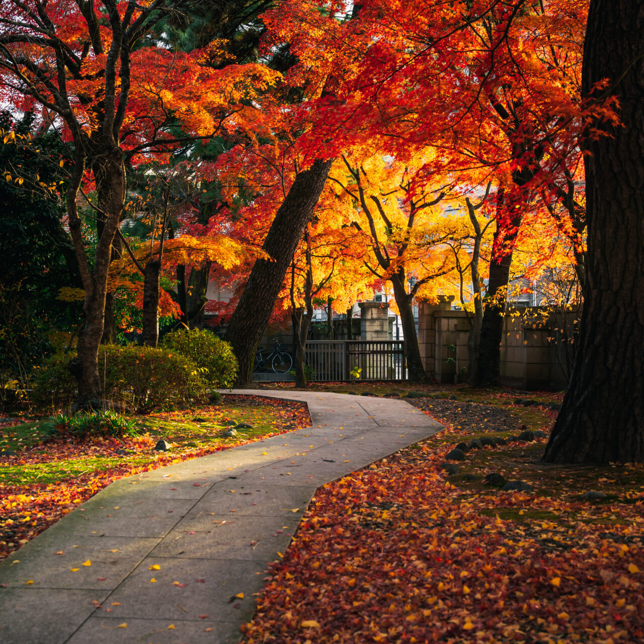 紅葉写真夕方の作例