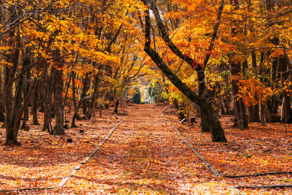 紅葉の並木道の作例