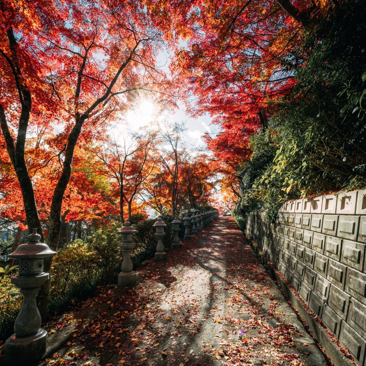 広角レンズで紅葉の並木道を撮影する作例