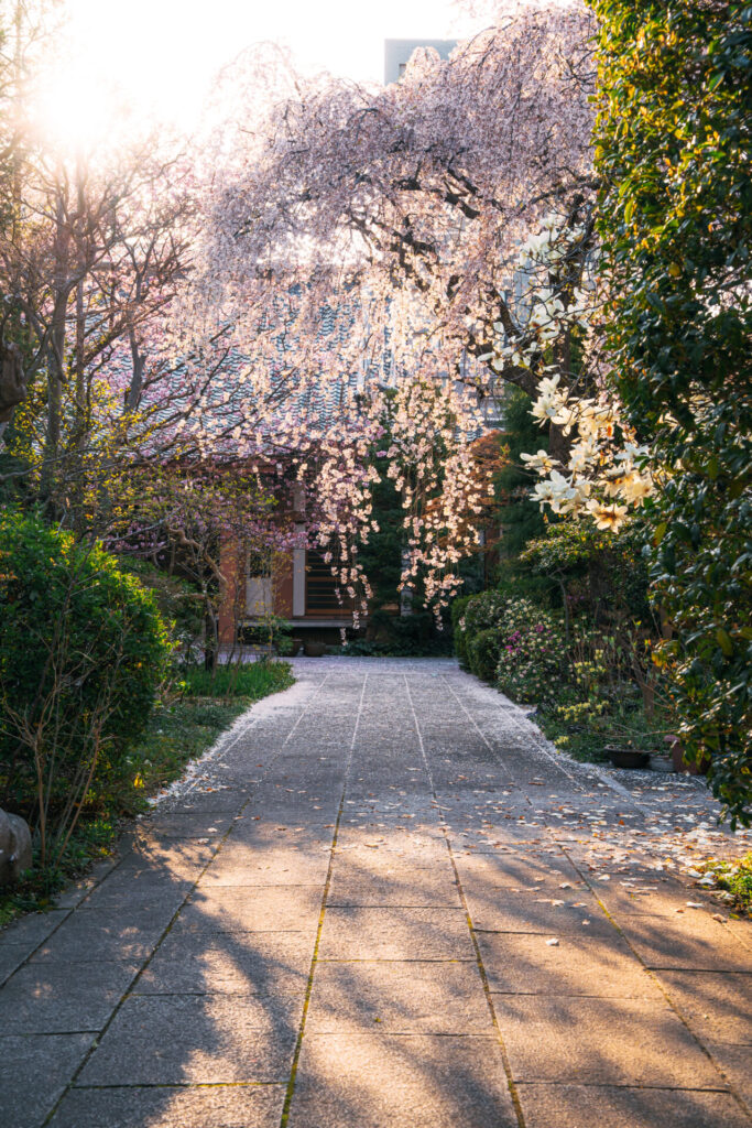 仙台市の徳泉寺の桜の写真