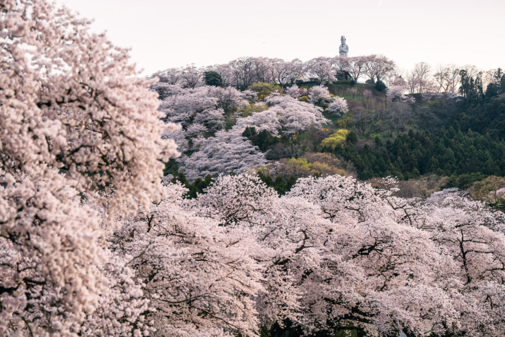 宮城県の船岡城址公園の桜