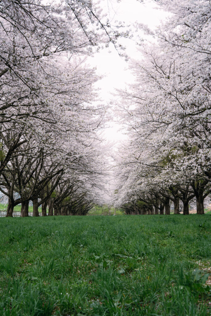 岩手県の水沢競馬場の桜並木の写真