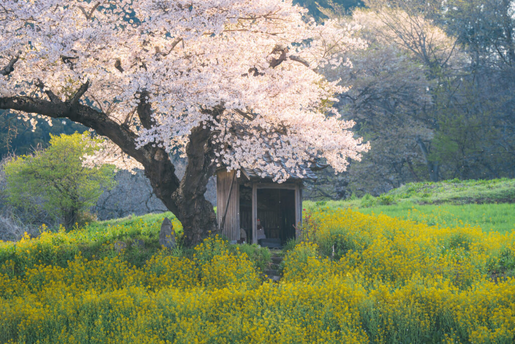 福島県の小沢の一本桜の写真