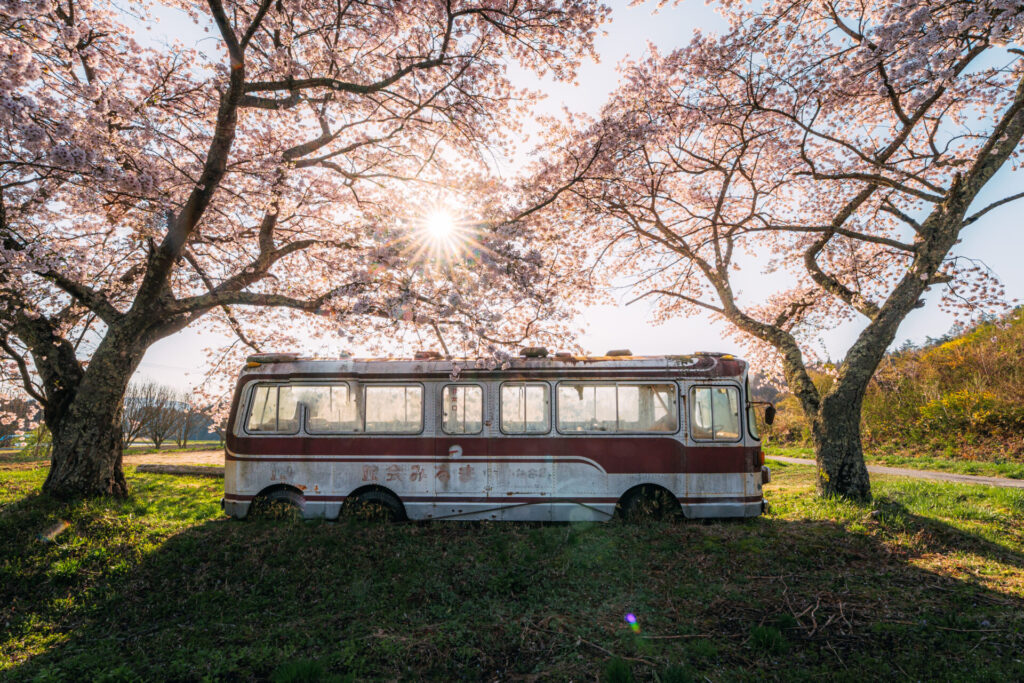 福島県の大門の桜の写真
