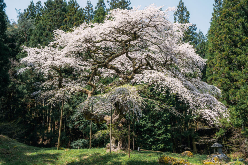 福島県の弁天桜の写真