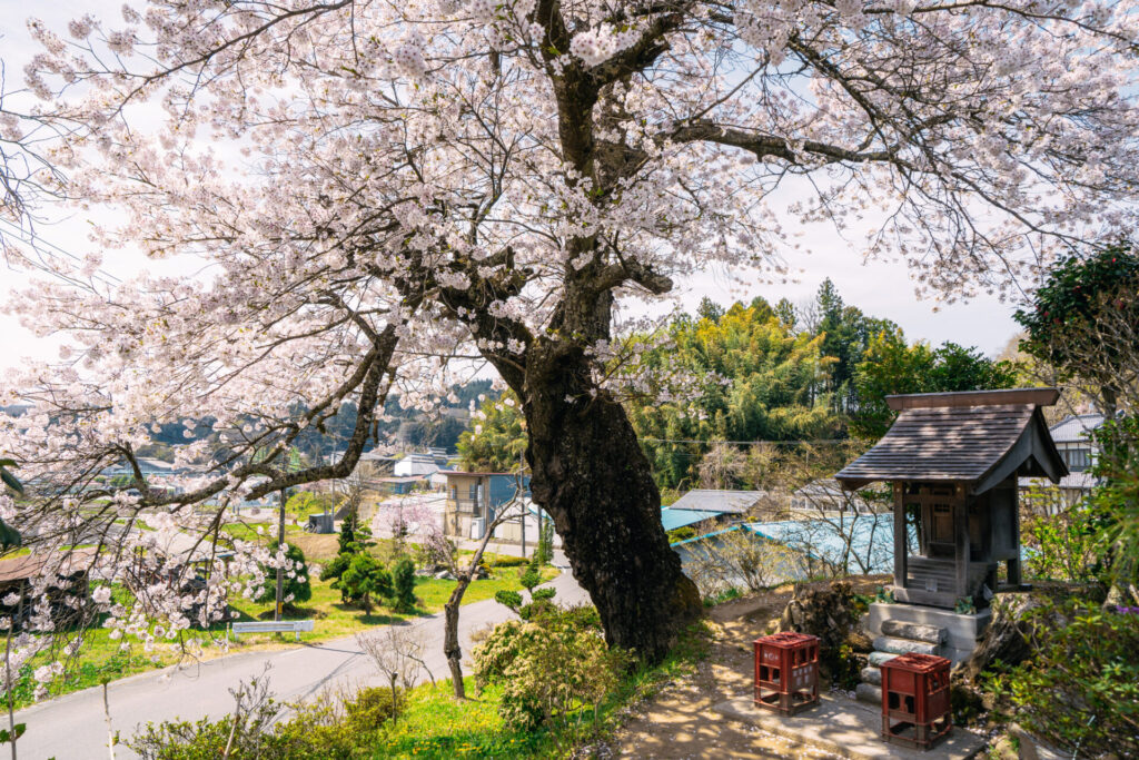 福島県の桜の写真