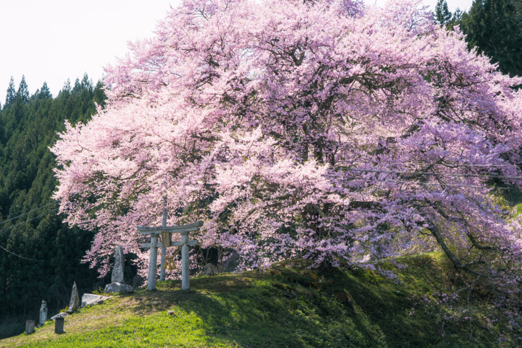 福島県の中山の薬師桜の写真