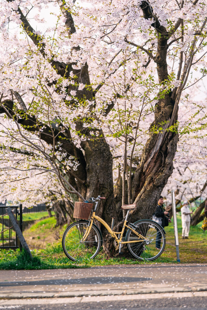 秋田県桧内川堤ソメイヨシノの写真