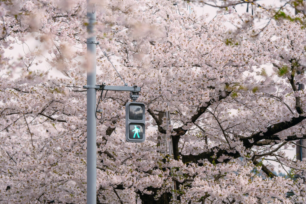 秋田県桧内川堤ソメイヨシノの写真