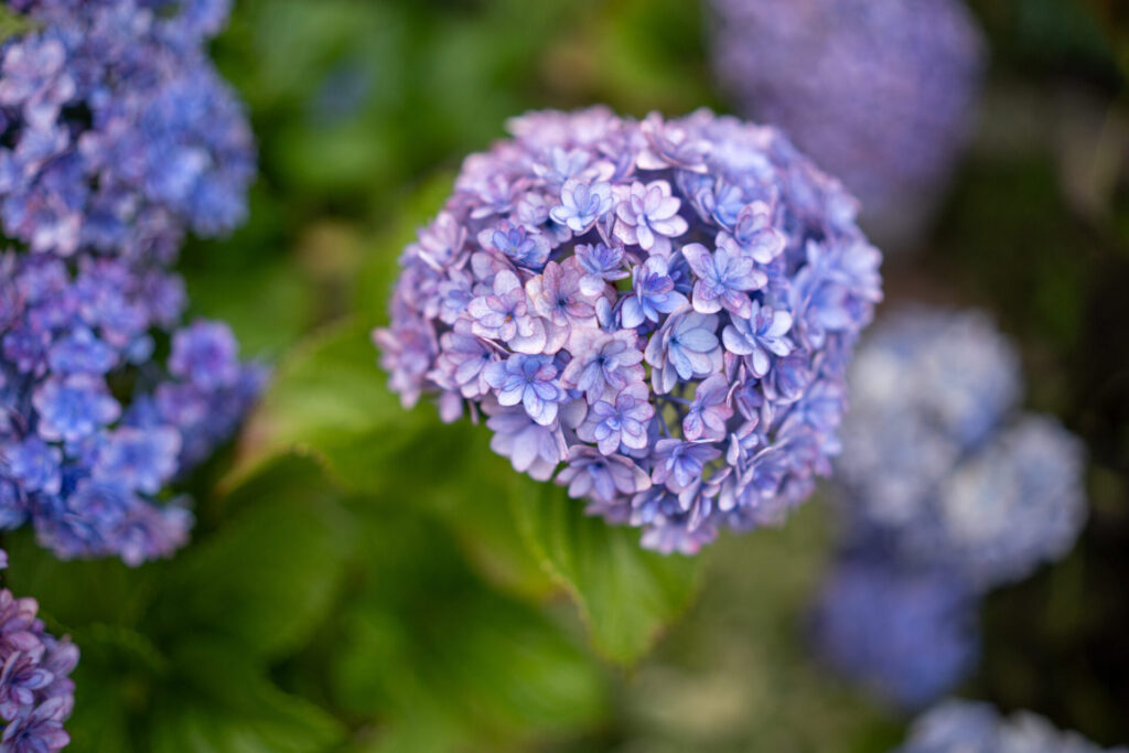 SIGMA35mmF1.4DG DNの作例画像
